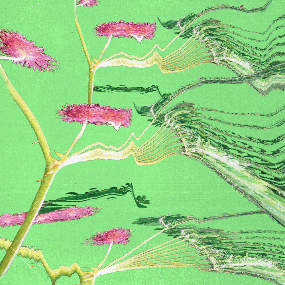 Borai