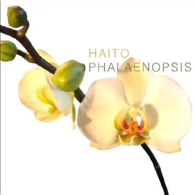 Haito